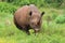 Black Rhino at Addo Elephant National Park - South Africa