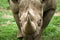 Black Rhino charging towards the camera