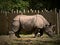Black Rhino in Chester ZOO-United Kingdom