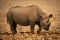 Black rhino crosses rocky pan lifting foot