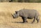 Black Rhino crossing the forest trail at Masai Mara, Kenya