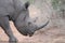 Black Rhino crossing the path