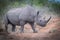 Black Rhino crossing the road while on safari