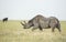 Black Rhino (Diceros bicornis) in Tanzania