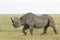 Black Rhino (Diceros bicornis) in Tanzania