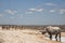 Black rhino in Etosha