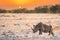 Black rhino, Etosha national park, Namibia