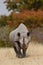 Black rhino, etosha nationalpark, namibia, diceros bicornis