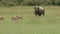 A black rhino grazing together with Thompson gazelles.
