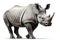 Black rhino isolated on white, critically endangered species