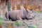 Black rhino laying on the ground