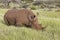 Black rhino in Lewa Conservancy, Kenya, Africa grazing on grass