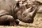 Black Rhino lying down