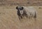 Black Rhino male on an African plain