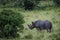 Black rhino in Masai Mara Kenya