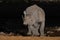 Black rhino in the night, etosha nationalpark, namibia