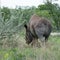 Black Rhino retreating, Namibia