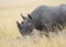 Black Rhino seen at Masai Mara, Kenya,