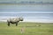 Black rhino standing alert in Ngorongoro Crater in Tanzania