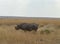 Black Rhino urinating seen at Masai Mara, Kenya