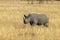 Black Rhino walking in a dry grassland at Masai Mara, Kenya