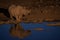 Black rhino at the watering hole, Etosha National Park, Namibia