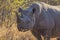 Black rhino in the wild 11