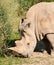 Black rhinocero on pasture with grass - Diceros bicornis