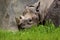 Black Rhinoceros   845739