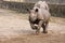 Black Rhinoceros baby