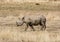 Black Rhinoceros Calf