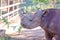 A Black Rhinoceros Chewing A Green Bush