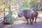 A Black Rhinoceros Chewing A Green Bush