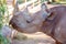 A Black Rhinoceros Chewing A Green Bush