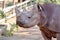 A Black Rhinoceros Chewing A Green Bush