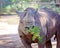 A Black Rhinoceros Chewing A Green Bush