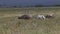 Black Rhinoceros, diceros bicornis, Adult disturbing Buffalos, Nakuru Park in Kenya,