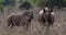 Black Rhinoceros, diceros bicornis, Female with Calf, Masai Mara Park in Kenya,