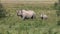 Black Rhinoceros, diceros bicornis, Female with Calf walking, Nakuru Park in Kenya,