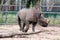 Black Rhinoceros Diceros bicornis at Taronga Western Plains Zoo