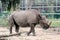 Black Rhinoceros Diceros bicornis at Taronga Western Plains Zoo