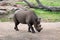 Black Rhinoceros Diceros bicornis at Taronga Western Plains Zoo