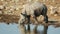 Black rhinoceros drinking water