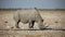 Black rhinoceros drinking water