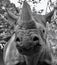 The black rhinoceros or hook-lipped rhinoceros