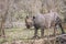 Black rhinoceros in Kruger National park, South Africa