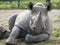 Black rhinoceros looking straight to camera. Photographed at Port Lympne Safari Park near Ashford Kent UK.