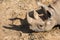 Black rhinoceros lying down