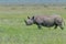 Black Rhinoceros, Masai Mara, Kenya