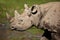 Black Rhinoceros - Namibia